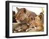 Lion cub among female lions, Samburu National Game Reserve, Kenya-Adam Jones-Framed Photographic Print