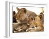 Lion cub among female lions, Samburu National Game Reserve, Kenya-Adam Jones-Framed Photographic Print