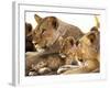 Lion cub among female lions, Samburu National Game Reserve, Kenya-Adam Jones-Framed Photographic Print