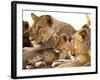 Lion cub among female lions, Samburu National Game Reserve, Kenya-Adam Jones-Framed Photographic Print