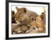 Lion cub among female lions, Samburu National Game Reserve, Kenya-Adam Jones-Framed Photographic Print