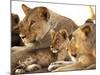 Lion cub among female lions, Samburu National Game Reserve, Kenya-Adam Jones-Mounted Photographic Print