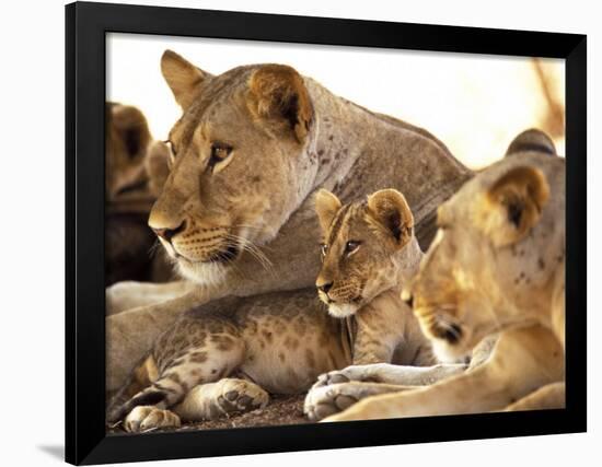 Lion cub among female lions, Samburu National Game Reserve, Kenya-Adam Jones-Framed Photographic Print