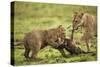 Lion Cub and Wildebeest Calf-null-Stretched Canvas