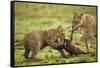 Lion Cub and Wildebeest Calf-null-Framed Stretched Canvas