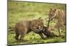 Lion Cub and Wildebeest Calf-null-Mounted Premium Photographic Print