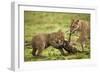 Lion Cub and Wildebeest Calf-null-Framed Photographic Print