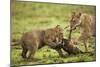 Lion Cub and Wildebeest Calf-null-Mounted Photographic Print