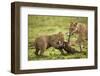 Lion Cub and Wildebeest Calf-null-Framed Photographic Print