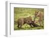 Lion Cub and Wildebeest Calf-null-Framed Photographic Print