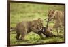 Lion Cub and Wildebeest Calf-null-Framed Photographic Print