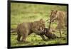 Lion Cub and Wildebeest Calf-null-Framed Photographic Print