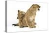 Lion Cub (Approx 16 Weeks Old) Biting Another Cub-null-Stretched Canvas