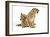 Lion Cub (Approx 16 Weeks Old) Biting Another Cub-null-Framed Photographic Print