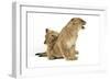 Lion Cub (Approx 16 Weeks Old) Biting Another Cub-null-Framed Photographic Print