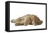 Lion Cub (Approx 16 Weeks Old) Lying on Side-null-Framed Stretched Canvas