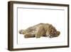 Lion Cub (Approx 16 Weeks Old) Lying on Side-null-Framed Photographic Print