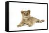 Lion Cub (Approx 16 Weeks Old) Lying-null-Framed Stretched Canvas