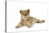 Lion Cub (Approx 16 Weeks Old) Lying-null-Stretched Canvas