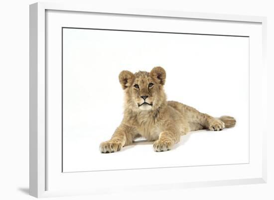 Lion Cub (Approx 16 Weeks Old) Lying-null-Framed Photographic Print