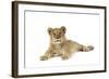 Lion Cub (Approx 16 Weeks Old) Lying-null-Framed Photographic Print