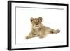 Lion Cub (Approx 16 Weeks Old) Lying-null-Framed Photographic Print