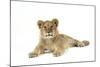 Lion Cub (Approx 16 Weeks Old) Lying-null-Mounted Photographic Print