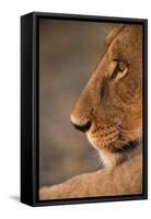 Lion Cub at Dawn, Botswana-null-Framed Stretched Canvas