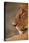 Lion Cub at Dawn, Botswana-null-Stretched Canvas