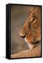 Lion Cub at Dawn, Botswana-null-Framed Stretched Canvas