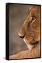 Lion Cub at Dawn, Botswana-null-Framed Stretched Canvas