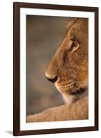 Lion Cub at Dawn, Botswana-null-Framed Premium Photographic Print