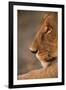 Lion Cub at Dawn, Botswana-null-Framed Premium Photographic Print