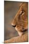 Lion Cub at Dawn, Botswana-null-Mounted Premium Photographic Print