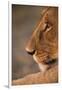 Lion Cub at Dawn, Botswana-null-Framed Premium Photographic Print