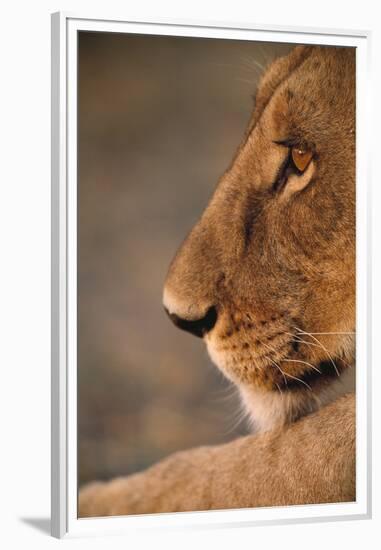 Lion Cub at Dawn, Botswana-null-Framed Premium Photographic Print