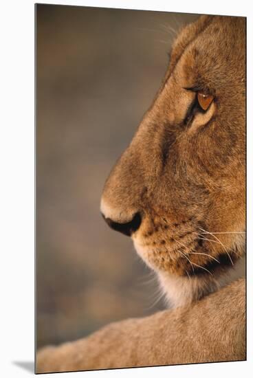 Lion Cub at Dawn, Botswana-null-Mounted Premium Photographic Print