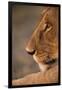 Lion Cub at Dawn, Botswana-null-Framed Premium Photographic Print