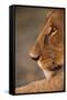 Lion Cub at Dawn, Botswana-null-Framed Stretched Canvas