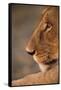 Lion Cub at Dawn, Botswana-null-Framed Stretched Canvas