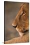 Lion Cub at Dawn, Botswana-null-Stretched Canvas