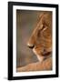 Lion Cub at Dawn, Botswana-null-Framed Photographic Print