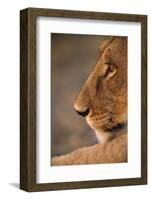 Lion Cub at Dawn, Botswana-null-Framed Photographic Print