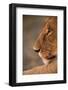 Lion Cub at Dawn, Botswana-null-Framed Photographic Print