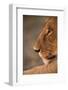 Lion Cub at Dawn, Botswana-null-Framed Photographic Print