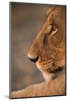 Lion Cub at Dawn, Botswana-null-Mounted Photographic Print