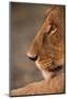 Lion Cub at Dawn, Botswana-null-Mounted Photographic Print