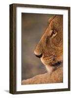 Lion Cub at Dawn, Botswana-null-Framed Photographic Print