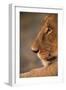 Lion Cub at Dawn, Botswana-null-Framed Photographic Print