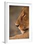 Lion Cub at Dawn, Botswana-null-Framed Photographic Print